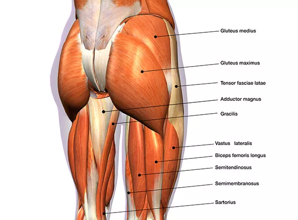 muscles-fessiers-et-cuisses-